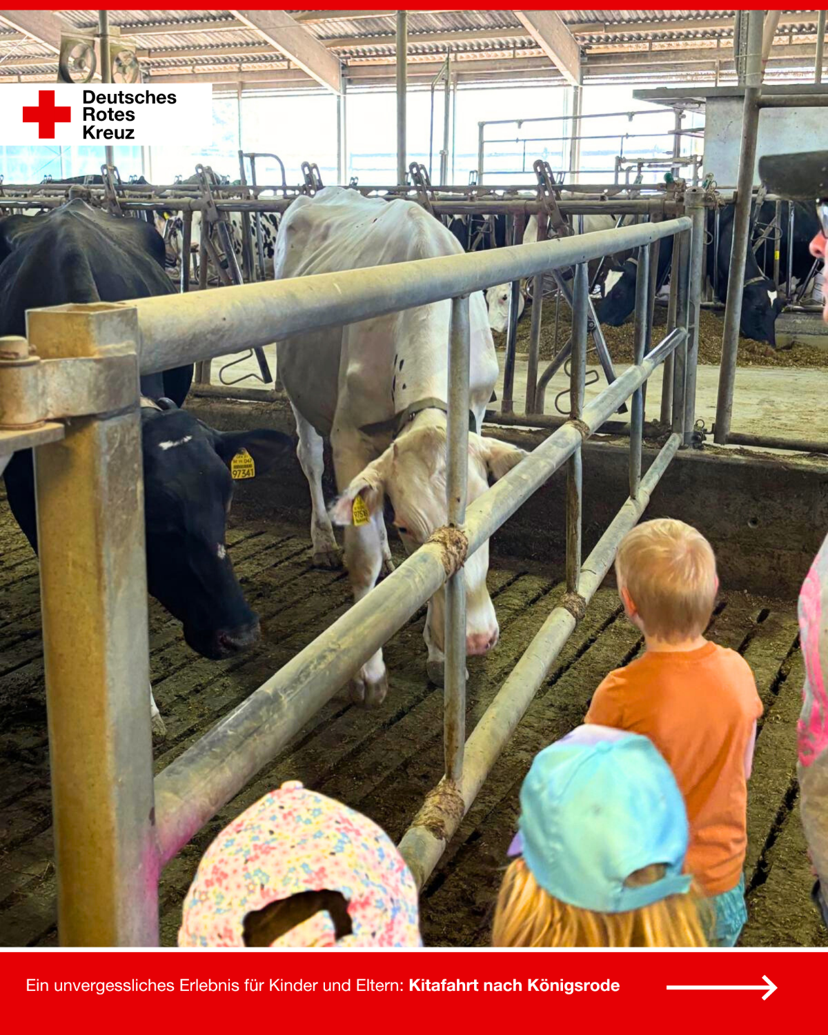 Kinder der DRK-Kita „Rasselbande“ stehen im Kuhstall vor einem Gatter und beobachten neugierig die Kühe auf dem Bauernhof in Königsrode.