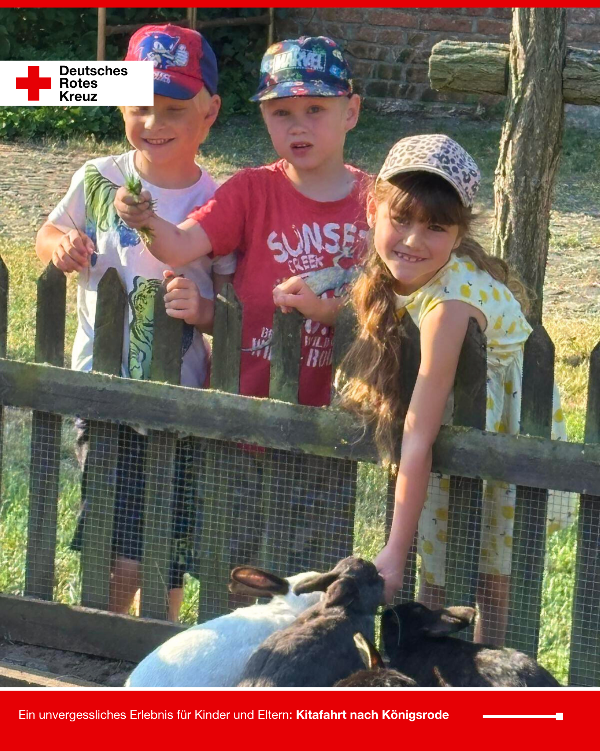 Drei Kinder der DRK-Kita „Rasselbande“ reichen Ziegen auf dem Bauernhof in Königsrode durch einen Holzzaun Futter.